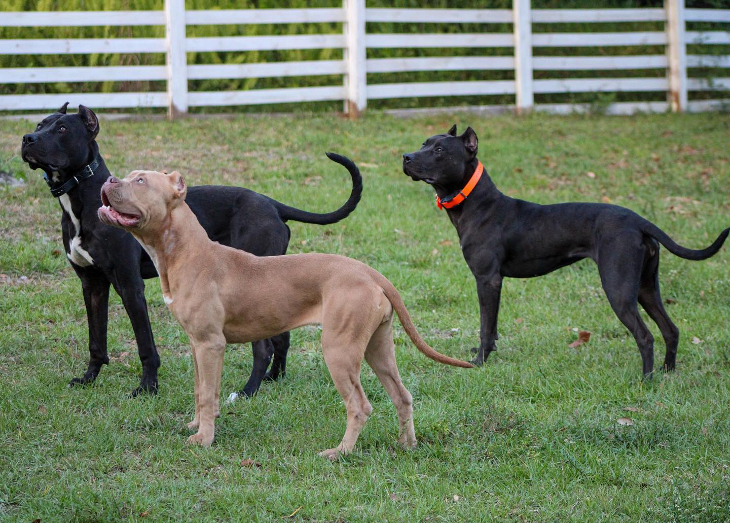 BigOBullies- XL American Bully on American Bullies for sale