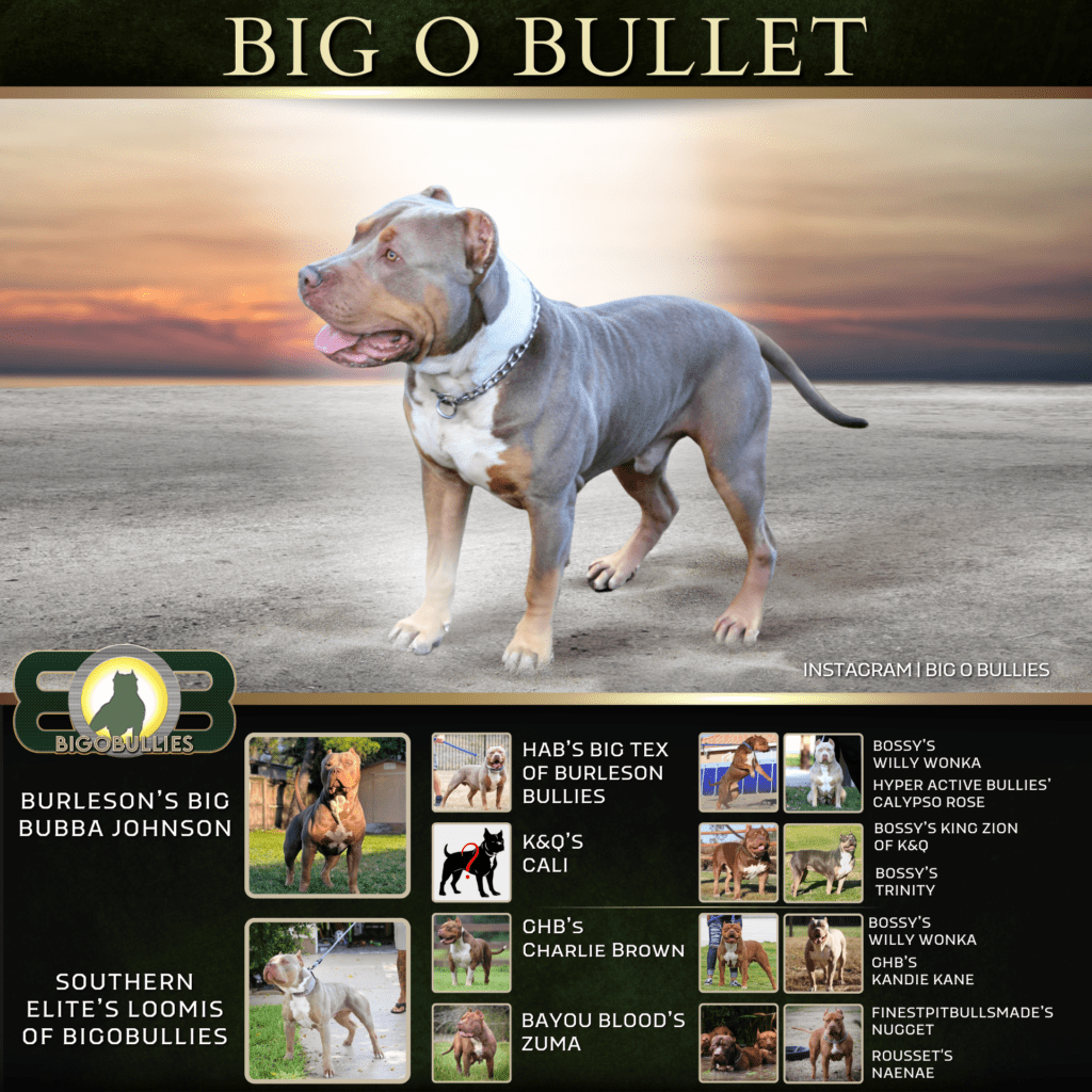 Lilac tri xl american bully stud in florida