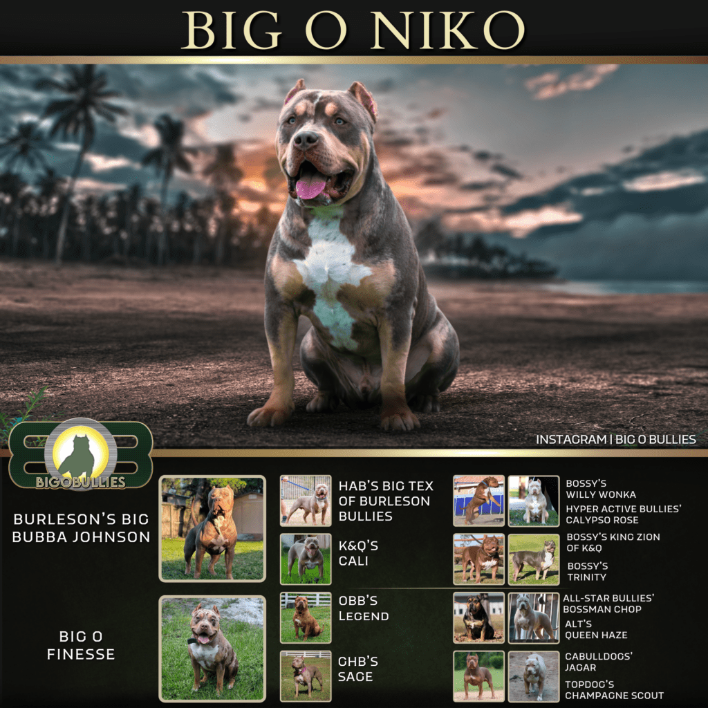 Big O Niko Pedigree Banner