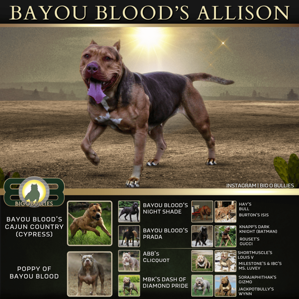 Bayou Blood's Allison Pedigree Banner