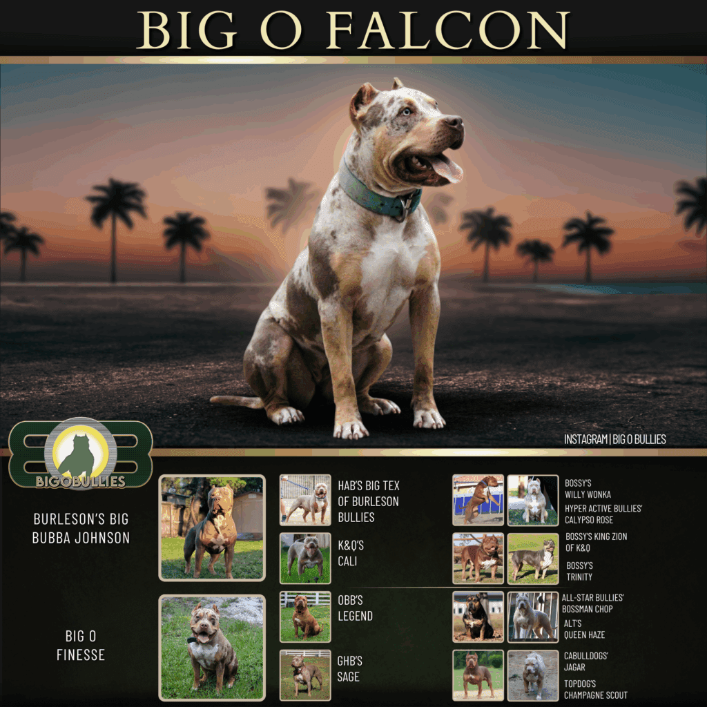 Big O Falcon Pedigree Banner