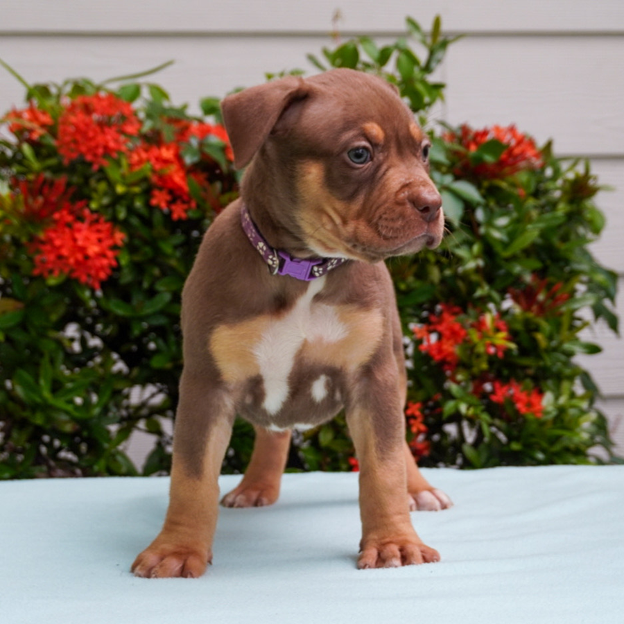 Female chocolate tricolor XL Bullies for sale near me jacksonville, fl