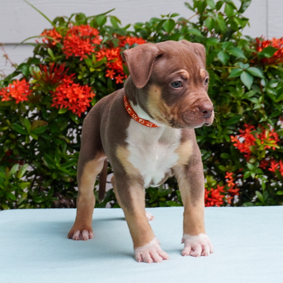 Male chocolate tri XL Pitbull puppy for sale near me Gainesville, FL